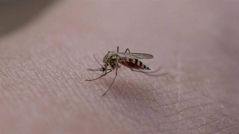 How To Get Rid of Mosquitoes Inside the House? Follow These Simple Methods   