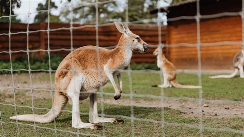 How Many Legs Does Kangaroo Have? Google Search Googly Unlocks Interesting Trivia About the Marsupial’s Limbs