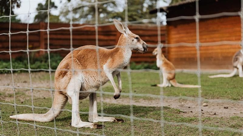 How Many Legs Does Kangaroo Have? Google Search Googly Unlocks Interesting Trivia About the Marsupial’s Limbs