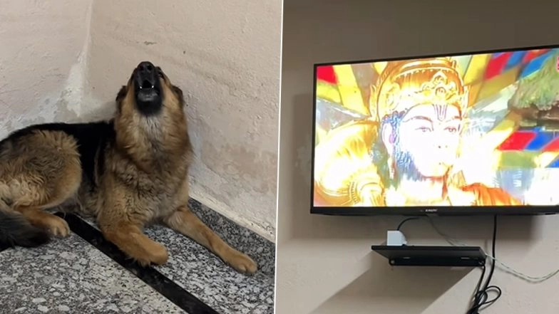 German Shepherd ‘Sings’ Hanuman Chalisa: Viral Video Shows Pet Dog Howling to Prayer, Internet Calls Him a Devoted Bhakt!