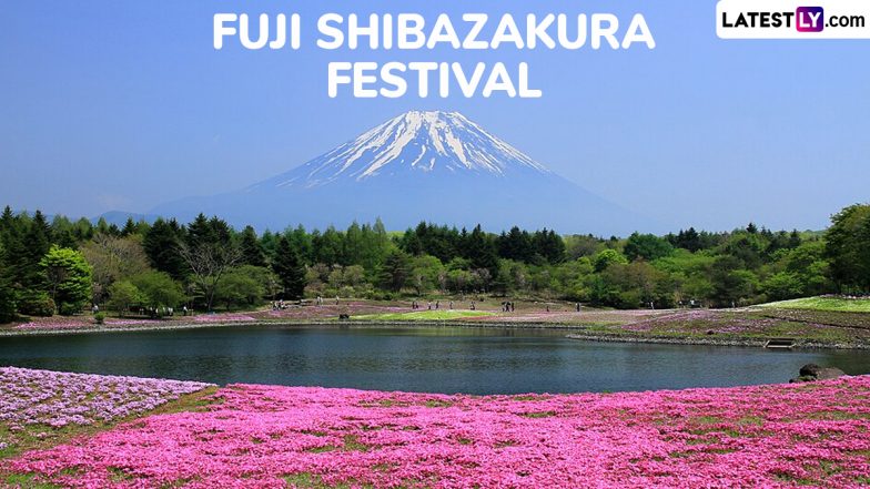 Fuji Shibazakura Festival 2025: Dates, Highlights and Attractions, and Everything You Need To Know About Japan’s Breathtaking Flower Festival