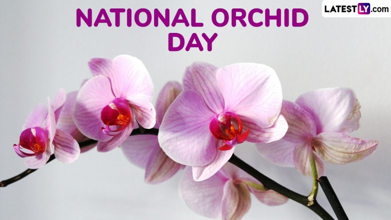 National Orchid Day 2025 Date and Significance: Everything To Know About the Annual US Event That Celebrates the Beauty of Orchids