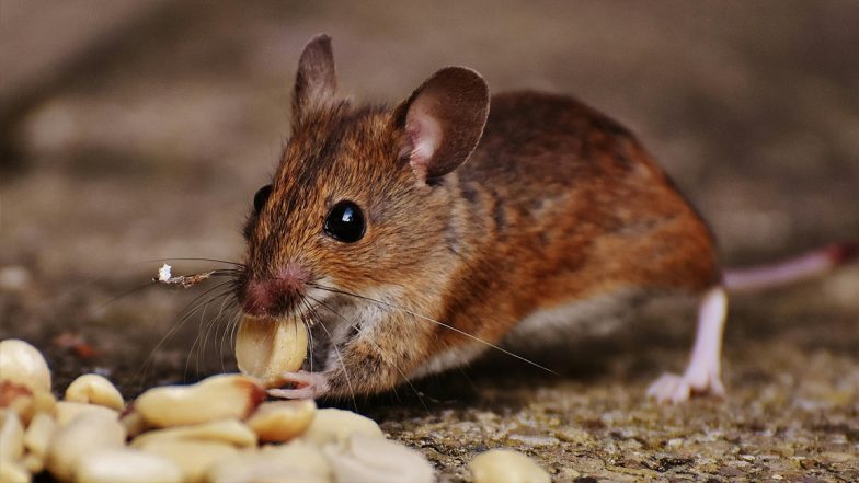 What Is Hantavirus? As US Man Dies of Rare Rat-Linked Virus That Killed Gene Hackman’s Wife, Here’s All You Need To Know About the Disease