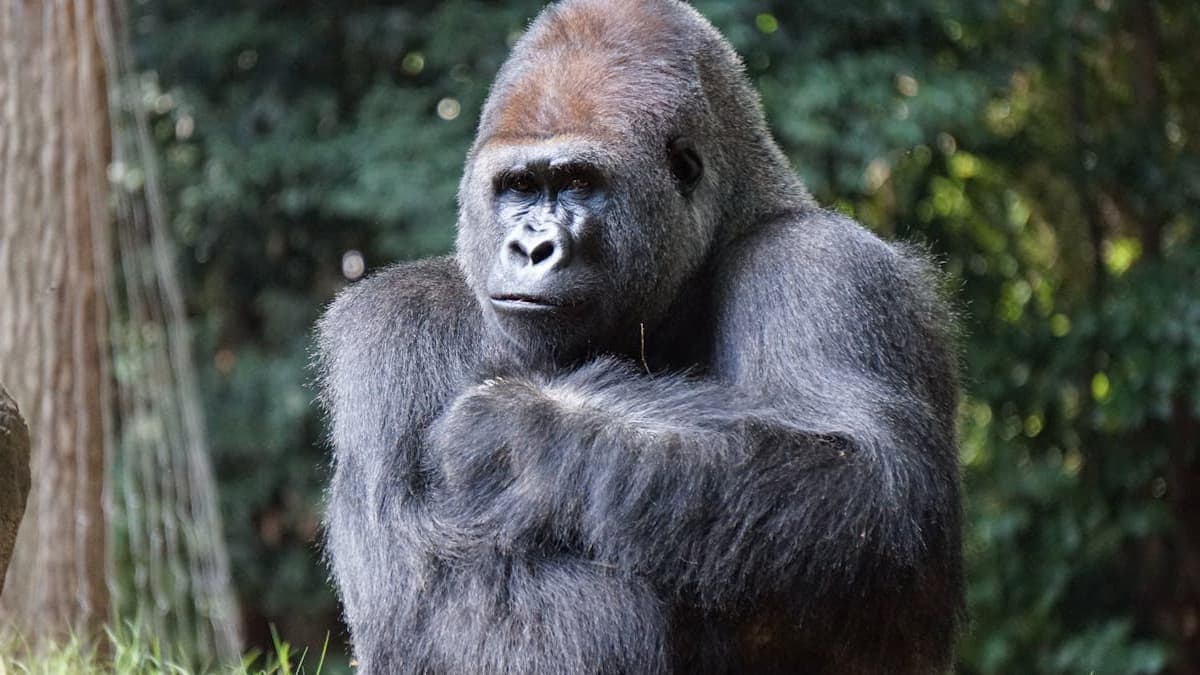 100 Men vs Gorilla: The Wild Debate Taking Over the Internet