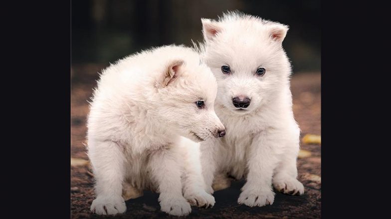 Scientists Genetically Engineer Wolves with White Hair, Muscular Jaws Like the Extinct Dire Wolf