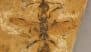 Brazil: Scientists Discover 113-Million-Year-Old ‘Hell Ant’ Fossil With Scythe-Like Jaws in Crato Formation