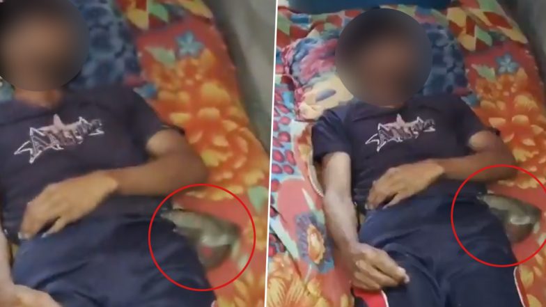 Meerut Shocker: Woman Kills Husband With Lover’s Help, Tries To Pass It Off As Snakebite Death by Placing Snake Near Dead Body; Post-Mortem Exposes Murder Plot (Watch Video)