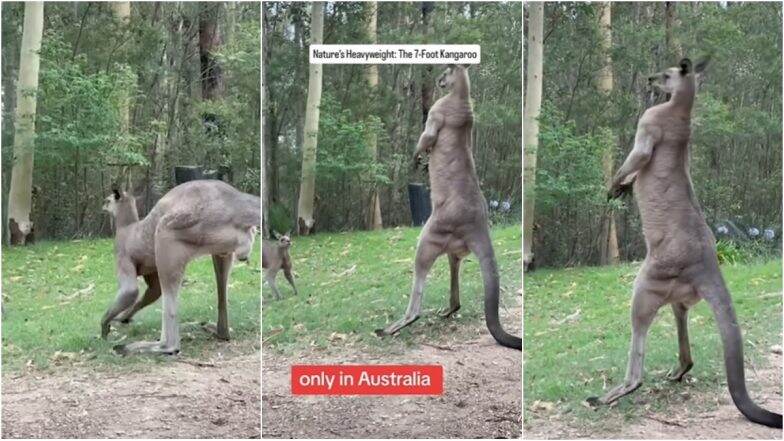 7-Foot-Tall Kangaroo Viral Video: Real-Life Giant Kangaroo Stretching and Looking Into Camera Will Send Chills Down Your Spine (Watch)