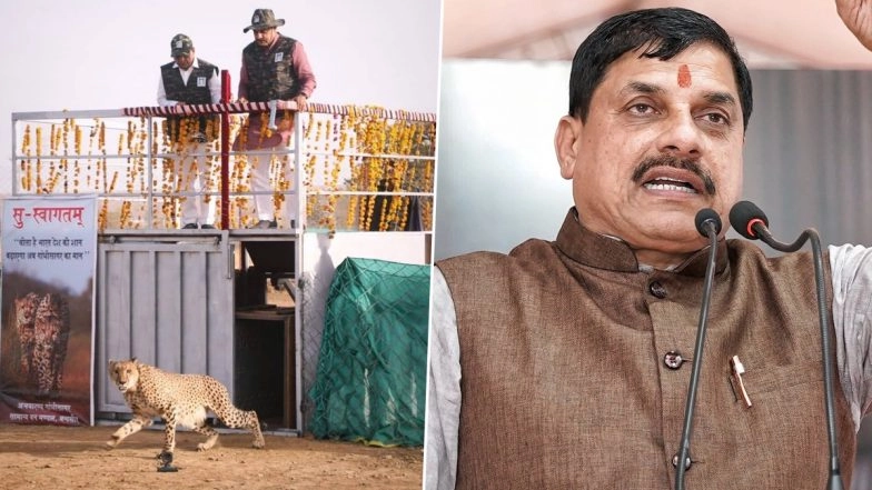 MP: 2 Cheetahs Released in Gandhi Sagar Sanctuary Under ‘Project Cheetah’