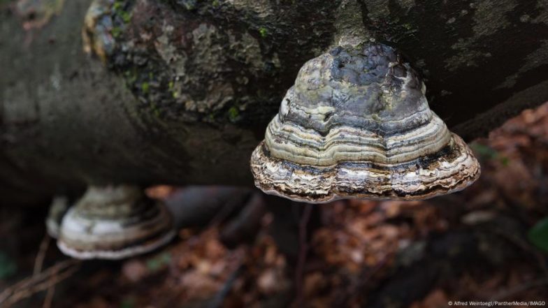 Are Endangered Fungi Not 'cute Enough' to Be Saved?
