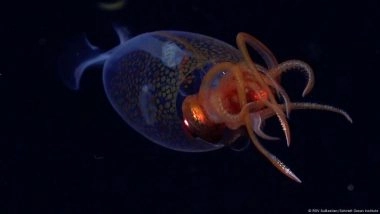 Marine Researchers Reel in First Footage of Colossal Squid