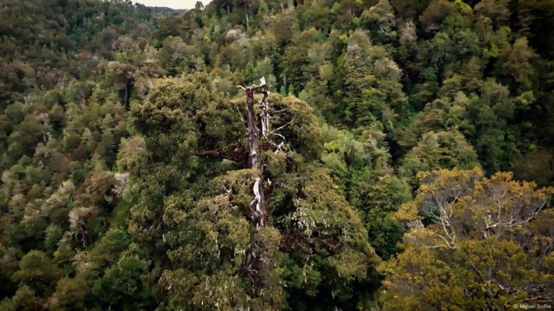 Can the World's Oldest Tree Survive 'progress'?
