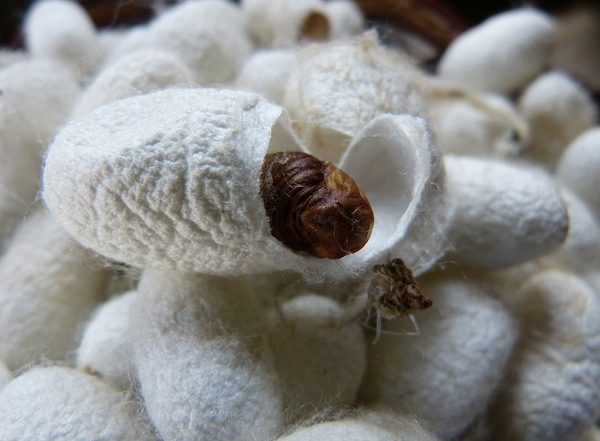 Business News | Raw Silk Production Reaches 34,042 MT Till January 2025, Showing Positive Growth