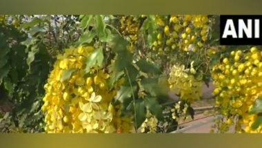 India News | 'Sarakondrai' Flowers Seen in Full Bloom in Thoothukudi