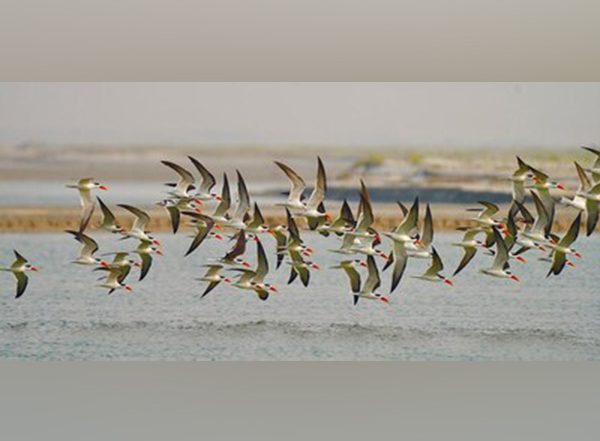Business News | Rare Indian Skimmer Sighting at Haiderpur Wetland by The Art of Living Sparks Hope