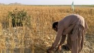 World News | Pakistan: Farmers Across Punjab Protest Against Low Wheat Prices, Govt Policies
