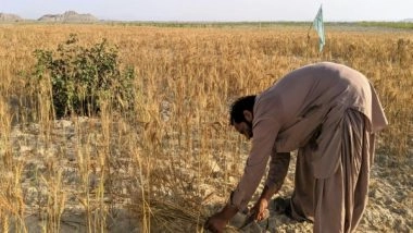 World News | Pakistan: Farmers Across Punjab Protest Against Low Wheat Prices, Govt Policies