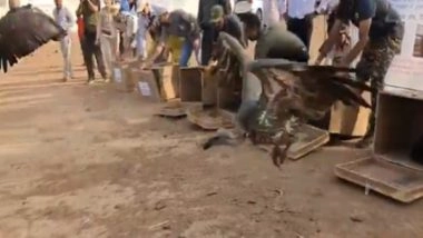 India News | Madhya Pradesh Advances Vulture Conservation, 6 Captive Breeding Vultures Released into Natural Habitat