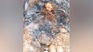 India News | Rare Star Tortoises Found Dead Near Srikurmam Temple