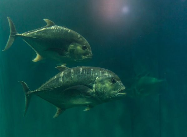 Business News | Fisheries Ministry to Unveil Projects Worth Rs 255 Crore in Mumbai on April 28