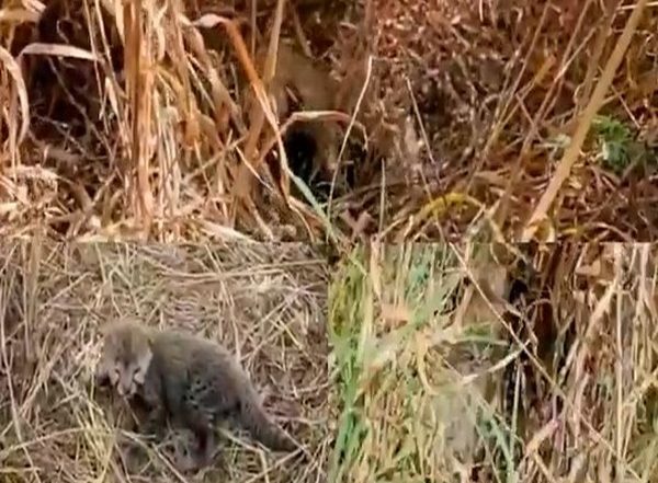 India News | Cheetah Nirva Gives Birth to 5 New Cubs in Kuno: Madhya Pradesh CM