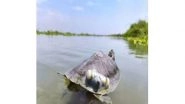 India News | Endangered Red-crowned Roofed Turtles Return to River Ganga