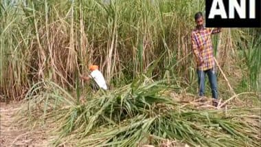Business News | Fair Prices for Sugar Raised by 4.4% to Rs 355 Per Quintal at Cabinet Meeting