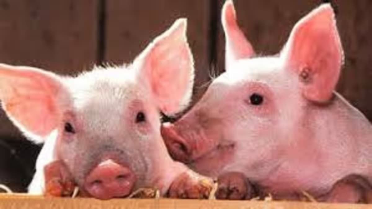 Over 3,050 Pigs Killed Due to African Swine Fever in Mizoram
