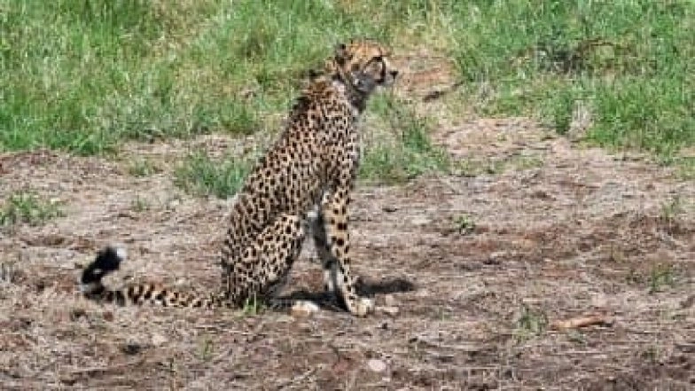 'Cheetah Project': First 4 of 8 Cheetahs To Be Brought to India From Botswana Will Arrive in May