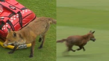 Bizarre! Fox Enters Field, Urinates Near Bag During Glamorgan vs Middlesex County Championship Division Two 2025 Match at Lord's Cricket Ground (Watch Video)