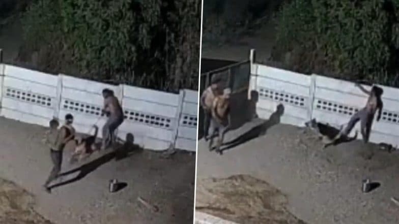 German Shepherd Saves Owner from Robbery Attempt in Gujarat’s Morbi, Chases Away Attackers; Video of Brave Act Goes Viral