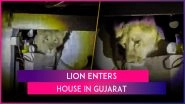 Gujarat: Lion Enters House in Amreli, Shocks Family