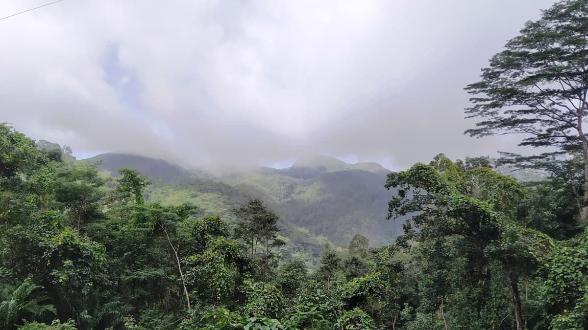 The largest national park in Seychelles offering lush hikes and panoramic views. The largest national park in Seychelles offering lush hikes and panoramic views.
