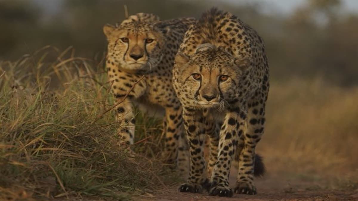 Cheetahs Prabhash and Pavak to Get New Home in MP