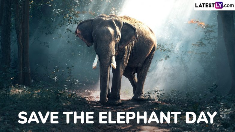 Save the Elephant Day 2025 Date: Why Is It Celebrated? Know Aim and Significance of the Day That Highlights the Importance of Elephant Conservation