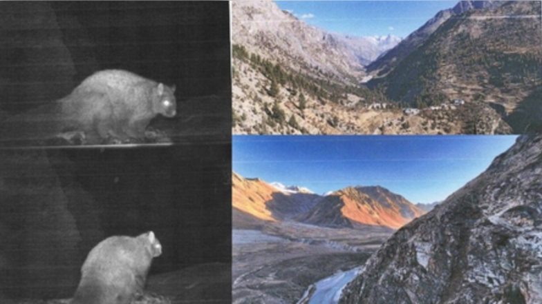 Himachal Pradesh: First Photograph of Rare Woolly Flying Squirrel Recorded in Miyar Valley