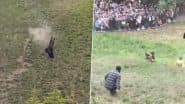 England: Man Tumbles Down Cooper’s Hill During Cheese-Rolling Race in Gloucestershire, Video Surfaces