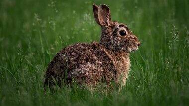 What Is a Rabbit’s Favourite Food? Find the Correct Answer To Unlock Today’s Google Search Googly