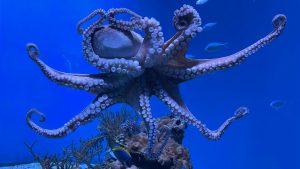 social-viral-World's 1st Commercial Octopus Farm Abandoned by Nueva Pescanova Following Global Protests
