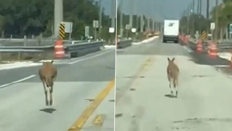 US: Kangaroo Spotted Hopping Through Traffic in Florida’s St Cloud; Video Goes Viral