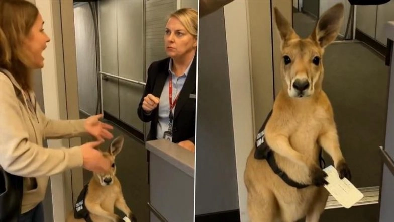 Real or AI? Instagram Reel of Kangaroo Holding a Boarding Pass While the Passenger and Airline Staff Argue Impresses the Internet (Watch Video)