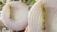 Caterpillar Found in Special Thali: Jabalpur Customer Finds Insect in Food Ordered From Bakul Restaurant via Swiggy, Video Goes Viral