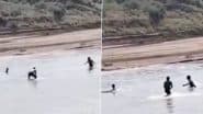 Crocodile Attack Caught on Camera: Agra Youth Miraculously Survives After Being Attacked by Crocodile in Chambal River, Video Surfaces