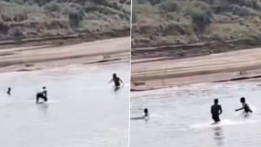 Crocodile Attack Caught on Camera: Agra Youth Miraculously Survives After Being Attacked by Crocodile in Chambal River, Video Surfaces