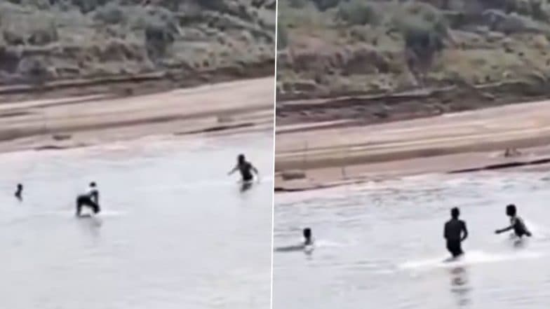 Crocodile Attack Caught on Camera: Agra Youth Miraculously Survives After Being Attacked by Crocodile in Chambal River, Video Surfaces
