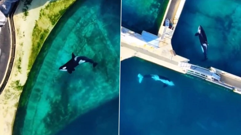 France: 2 Orcas and 12 Dolphins Languish in Algae-Filled Pools in Abandoned Marine Park (Watch Video)