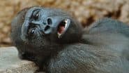 Do Gorillas Sleep in Caves or Nests? Today’s Google Search Googly Sparks Wild Curiosity, the Answer Is Here!