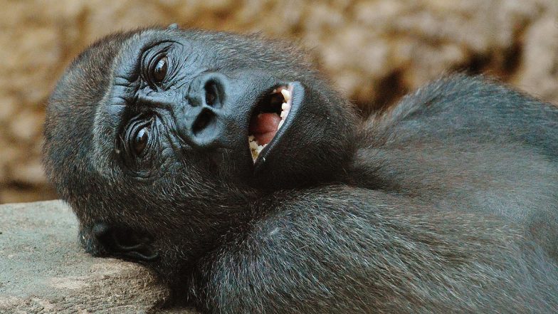 Do Gorillas Sleep in Caves or Nests? Today&rsquo;s Google Search Googly Sparks Wild Curiosity, the Answer Is Here!