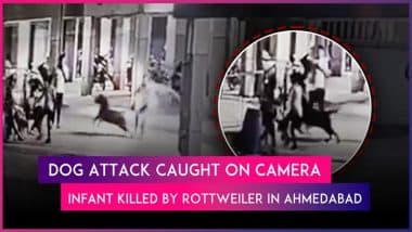 Dog Attack in Ahmedabad: 4-Month-Old Infant Mauled to Death by Pet Rottweiler, Owner Arrested As Disturbing Video Causes Public Anger