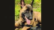 K9 Rolo Funeral: CRPF Performs Last Rites of Belgian Shepherd Sniffer Dog Killed by Swarm of Bees During Anti-Naxal Operation (See Pics and Video)